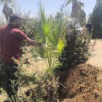 kiziltepede-palmiye-agaci-yangini-hW1rQha8.jpg