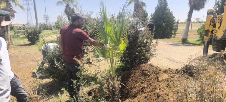 kiziltepede-palmiye-agaci-yangini-hW1rQha8.jpg