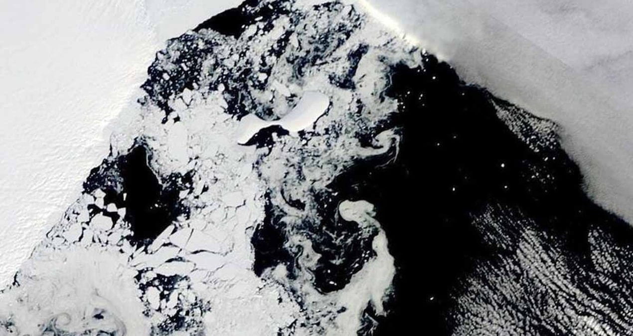 dunyanin en yasli hayvani antarktikada bulundu yaklasik 2 metre boyunda bR5v39xt.jpg