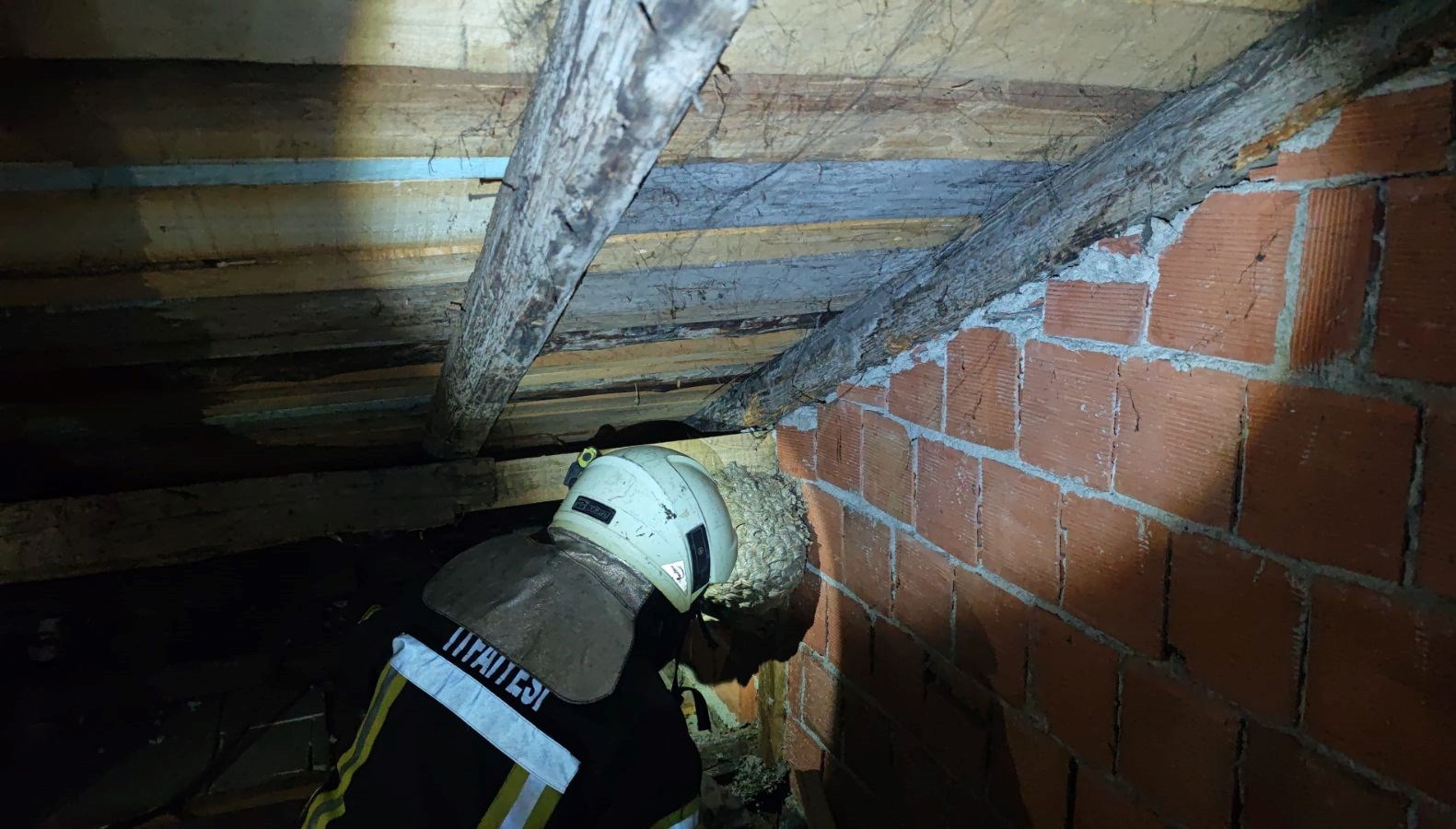 evin catisinda yaban arisi panigi itfaiye ekipleri cikardi dXelZVnv.jpg