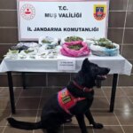 musta-kenevir-yetistiren-1-kisi-gozaltina-alindi-r8YkLMJ6.jpg