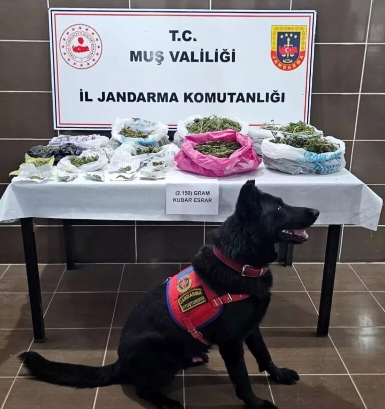 musta-kenevir-yetistiren-1-kisi-gozaltina-alindi-r8YkLMJ6.jpg