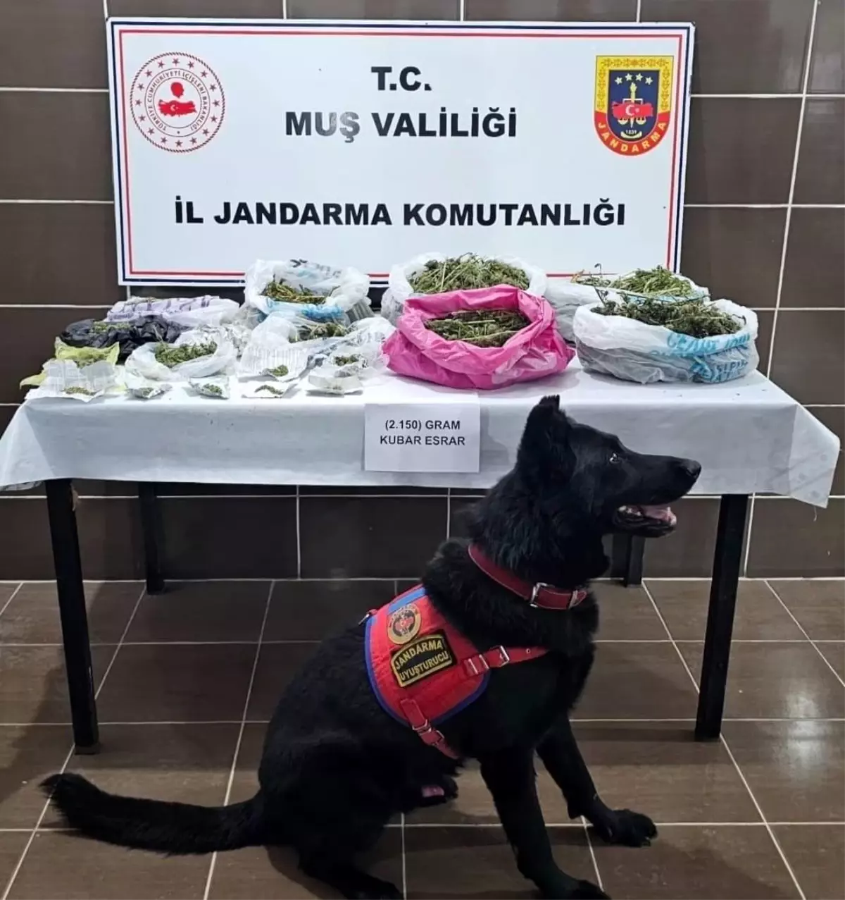 musta-kenevir-yetistiren-1-kisi-gozaltina-alindi-r8YkLMJ6.jpg