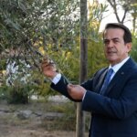 zeytinparkta-asirlik-zeytin-agaclarindan-70-kilogram-zeytin-bekleniyor-RHmTHMOs.jpg