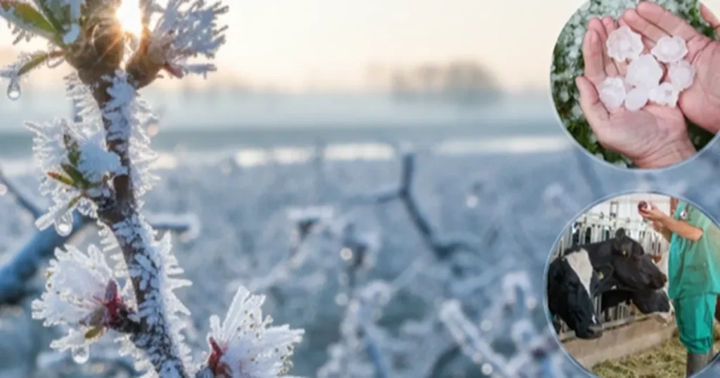 ekimde ureticilere 116 milyar tl hasar tazminati odendi OqrCGsR7.webp