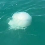 iskenderun korfezinde zehirli denizanasi populasyonu artiyor PBnOJEi5.jpg