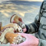 kuraklik mantarlari vurdu fiyatlar 500 tlye yukseldi JDmJcQaP.jpg