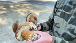 kuraklik mantarlari vurdu fiyatlar 500 tlye yukseldi JDmJcQaP.jpg