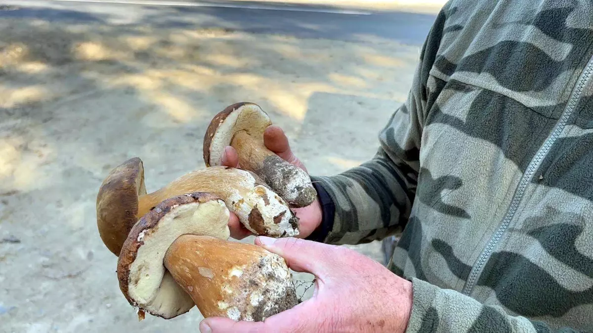 kuraklik mantarlari vurdu fiyatlar 500 tlye yukseldi JDmJcQaP.jpg