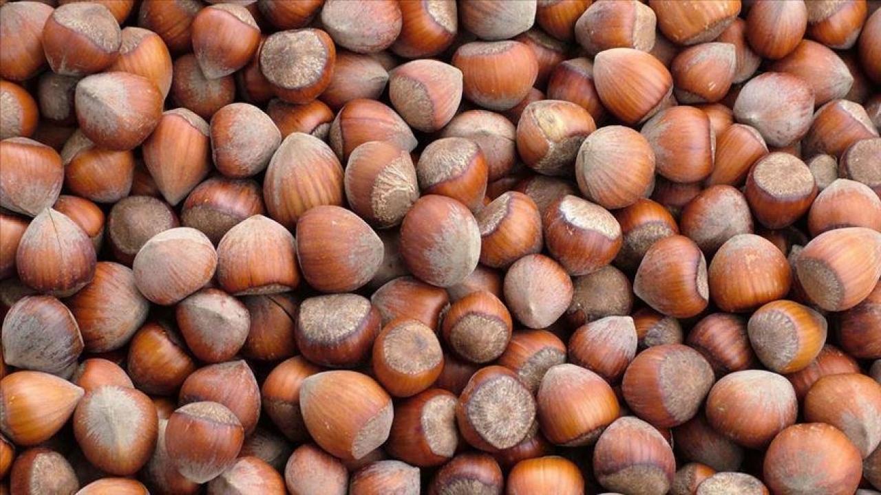 trabzonun 10 aylik findik ihracati 500 milyon dolari asti J4JdD21f.jpg