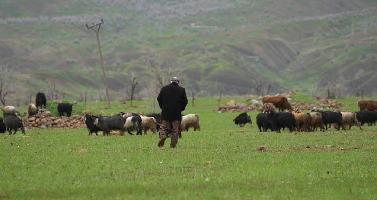 Çoban, Hayvanlarını Otlatırken Dev Bir Dinozor Fosili Buldu